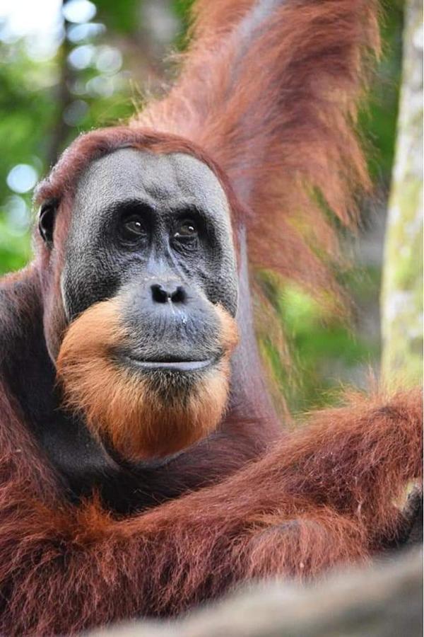 Eco Trekking Lodge, Bar & Jungle Tour'S บูกิตลาวัง ภายนอก รูปภาพ