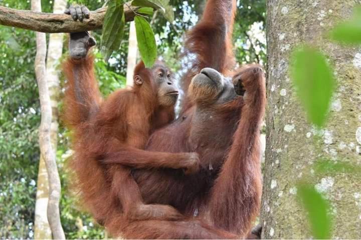 Eco Trekking Lodge, Bar & Jungle Tour'S บูกิตลาวัง ภายนอก รูปภาพ