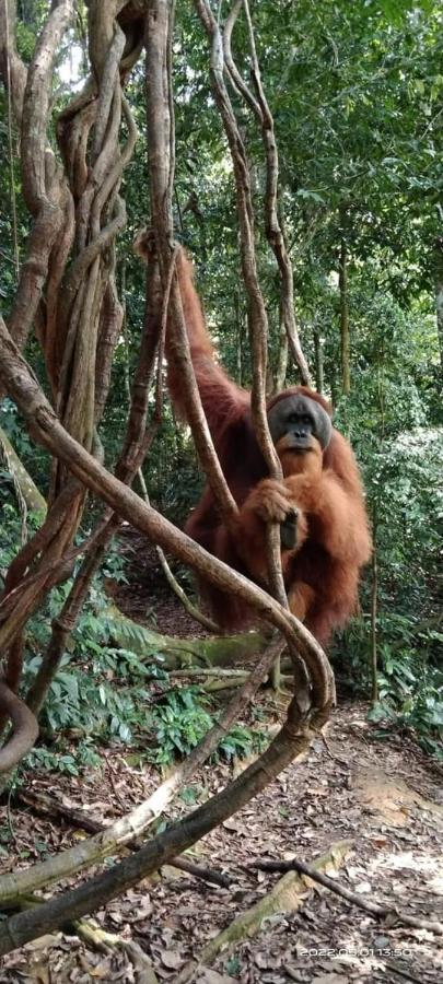 Eco Trekking Lodge, Bar & Jungle Tour'S บูกิตลาวัง ภายนอก รูปภาพ