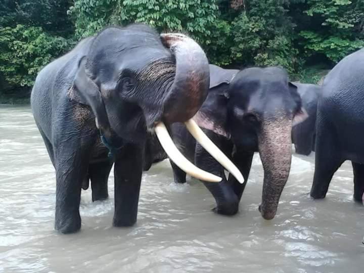 Eco Trekking Lodge, Bar & Jungle Tour'S บูกิตลาวัง ภายนอก รูปภาพ