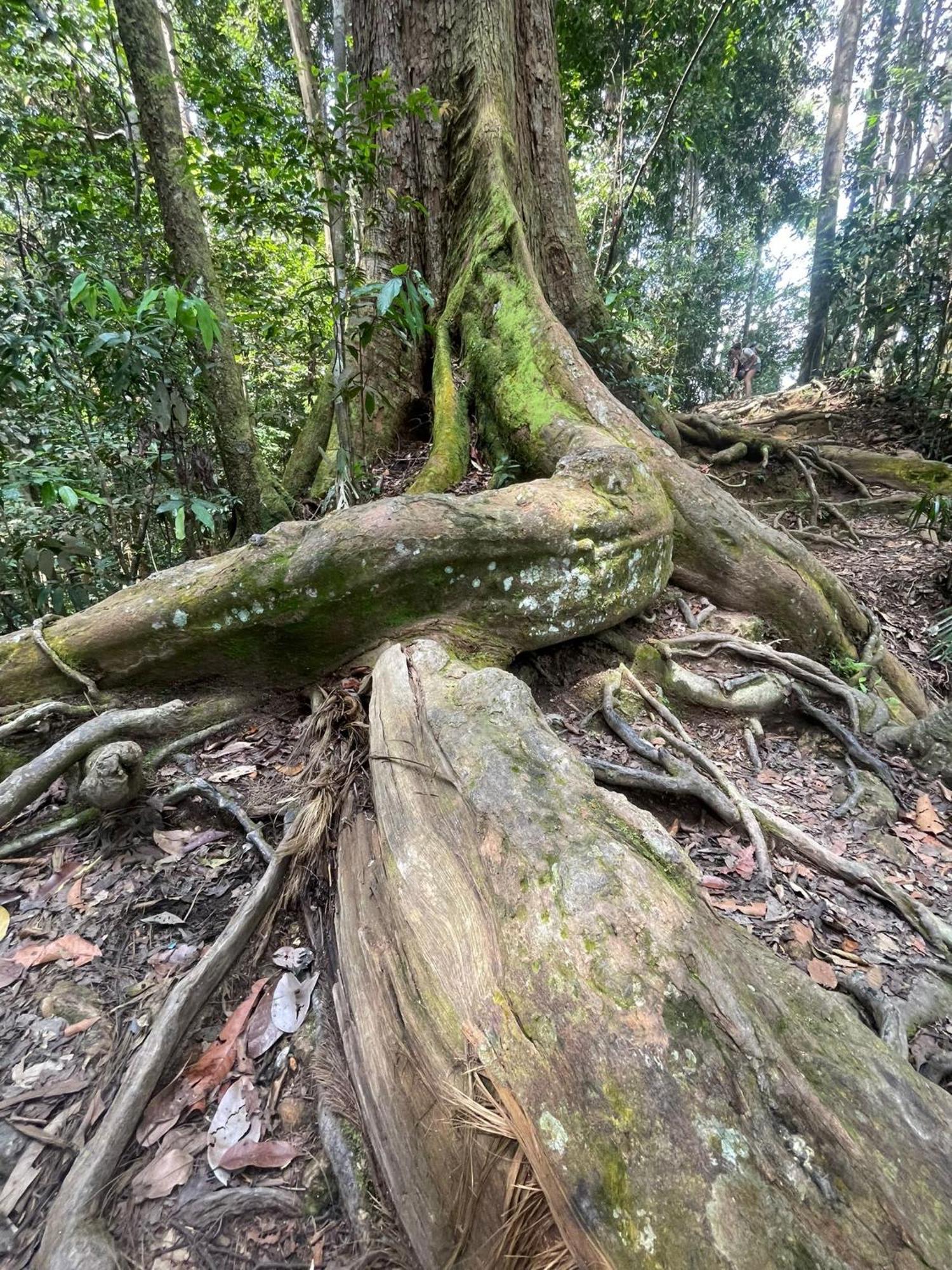 Eco Trekking Lodge, Bar & Jungle Tour'S บูกิตลาวัง ภายนอก รูปภาพ