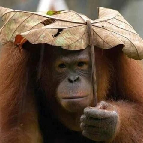 Eco Trekking Lodge, Bar & Jungle Tour'S บูกิตลาวัง ภายนอก รูปภาพ