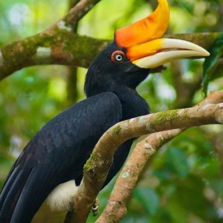 Eco Trekking Lodge, Bar & Jungle Tour'S บูกิตลาวัง ภายนอก รูปภาพ