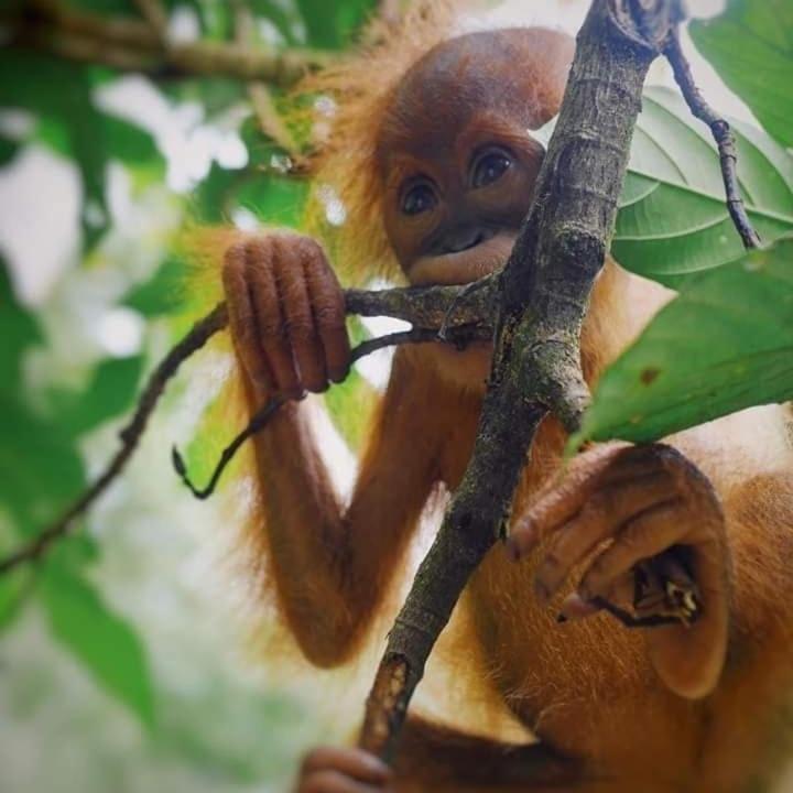 Eco Trekking Lodge, Bar & Jungle Tour'S บูกิตลาวัง ภายนอก รูปภาพ