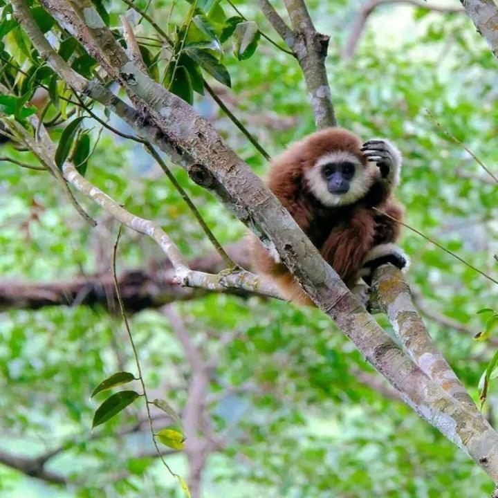 Eco Trekking Lodge, Bar & Jungle Tour'S บูกิตลาวัง ภายนอก รูปภาพ