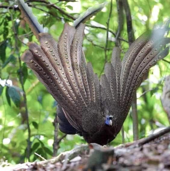 Eco Trekking Lodge, Bar & Jungle Tour'S บูกิตลาวัง ภายนอก รูปภาพ