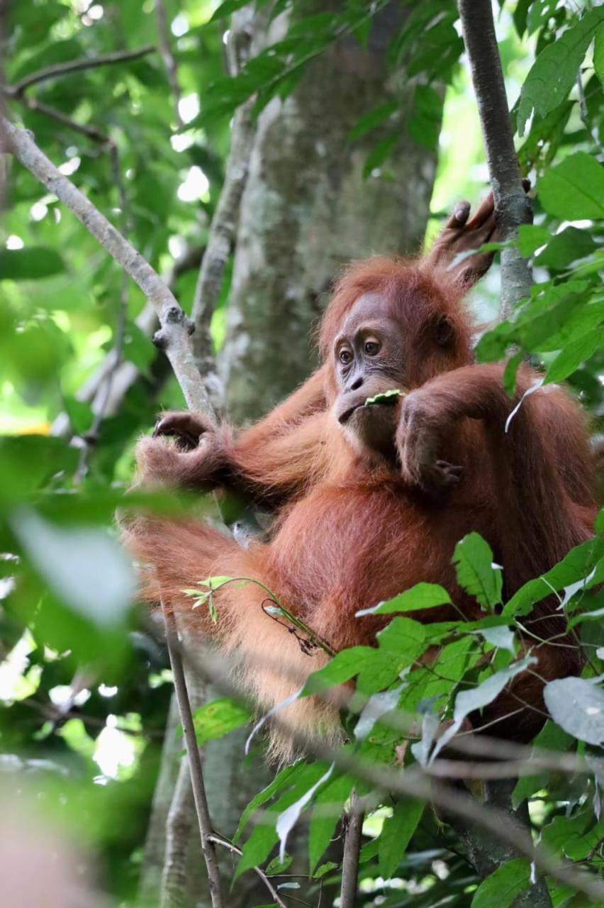 Eco Trekking Lodge, Bar & Jungle Tour'S บูกิตลาวัง ภายนอก รูปภาพ