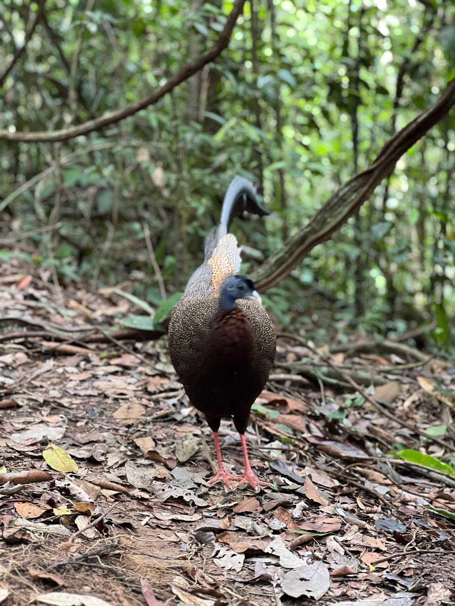 Eco Trekking Lodge, Bar & Jungle Tour'S บูกิตลาวัง ภายนอก รูปภาพ